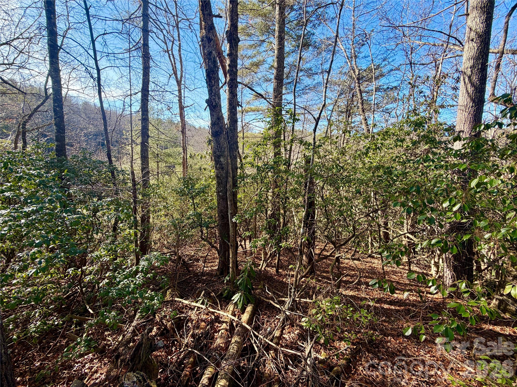 35-36 & 37 Fox Den Road, Unit 35 36 37 Brevard, NC 28712 - Photo 8 of 20 a view of a forest