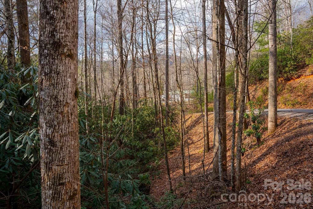 35-36 & 37 Fox Den Road, Unit 35 36 37 Brevard, NC 28712 - Photo 9 of 20 a view of forest