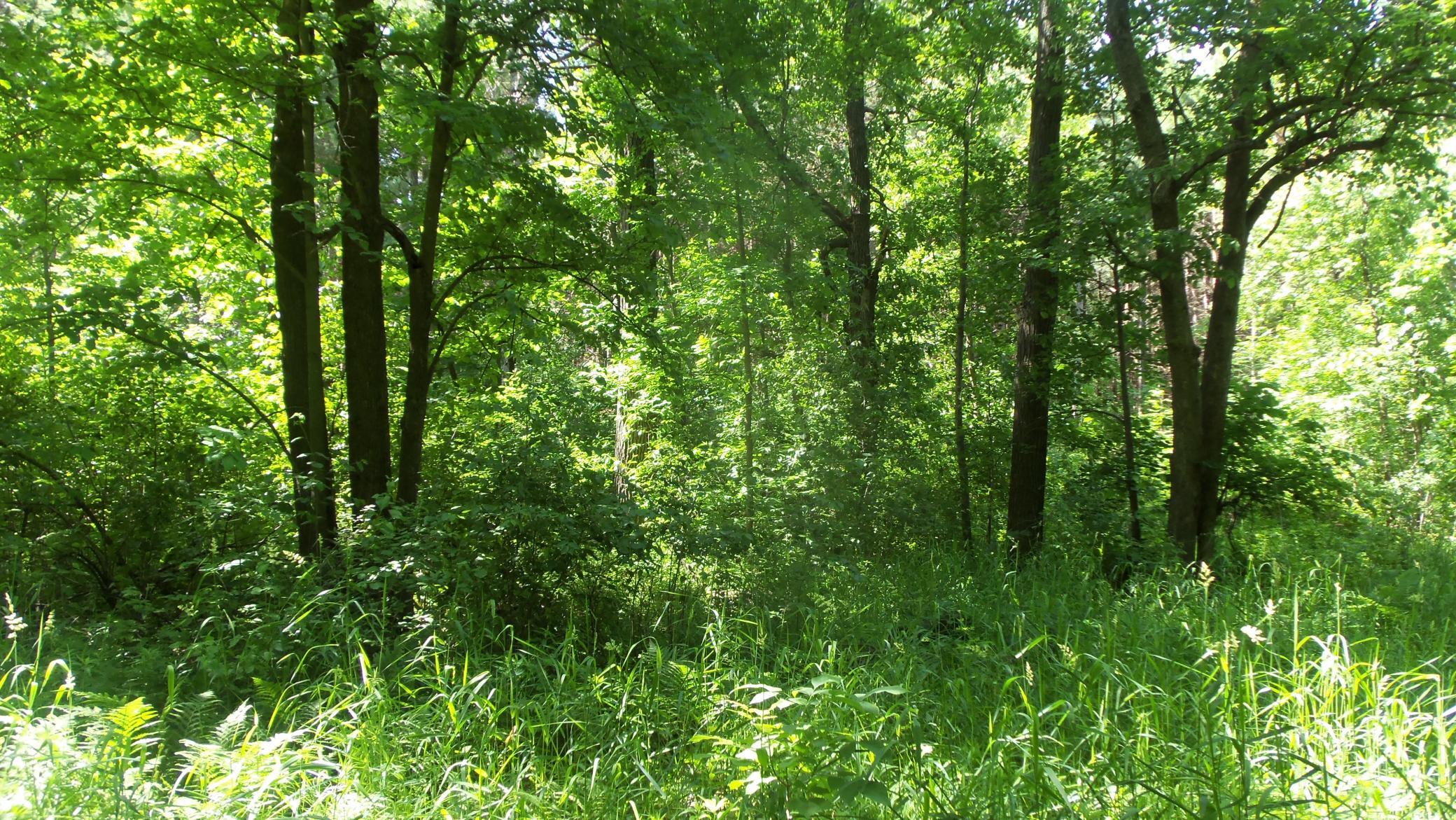 Xxx Bashaw Store Road Shell Lake, WI 54871 - Photo 14 of 36