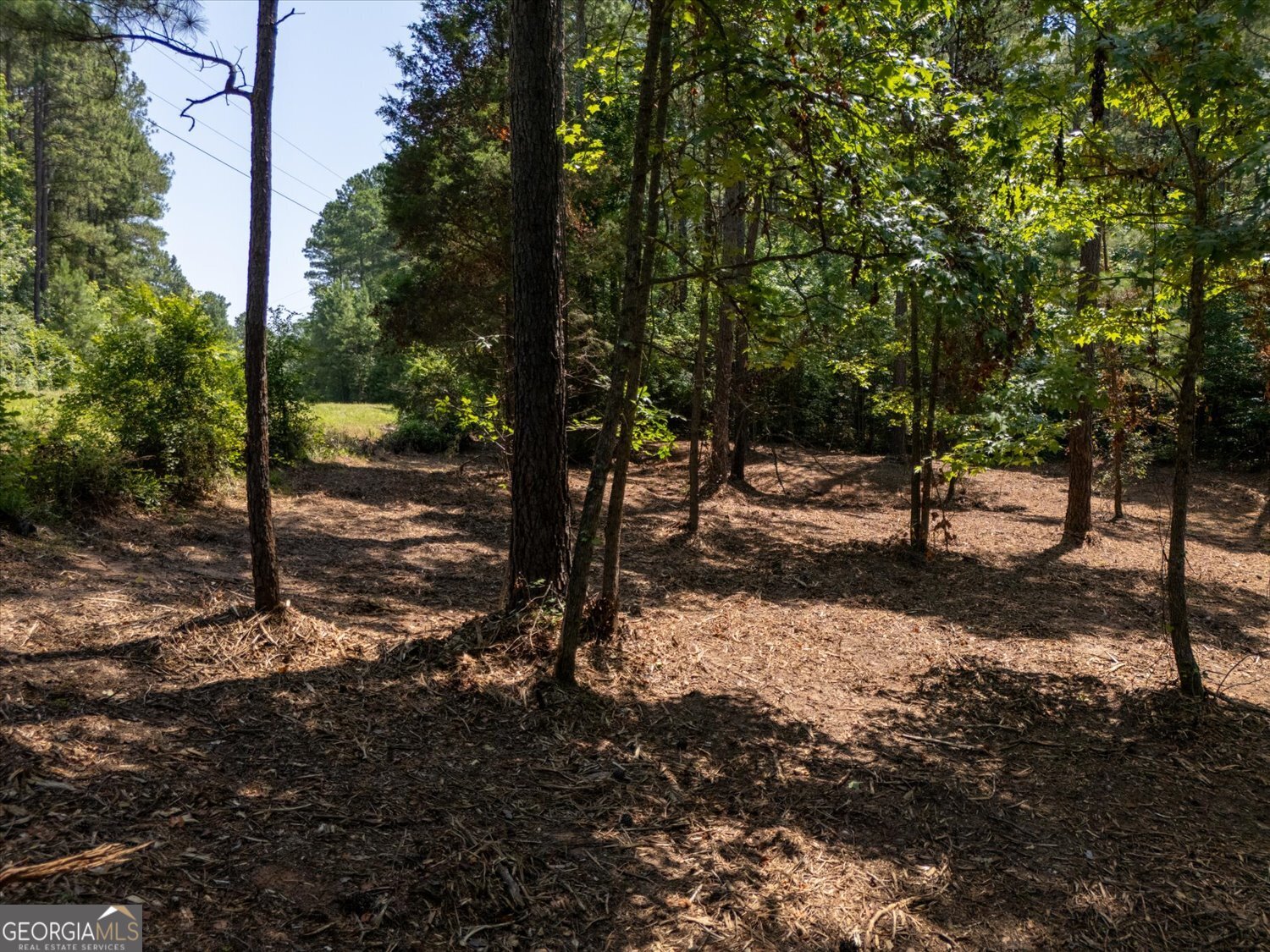 0 Hornets Bridge Road Elberton, GA 30635 - Photo 9 of 10 a view of a forest filled with trees