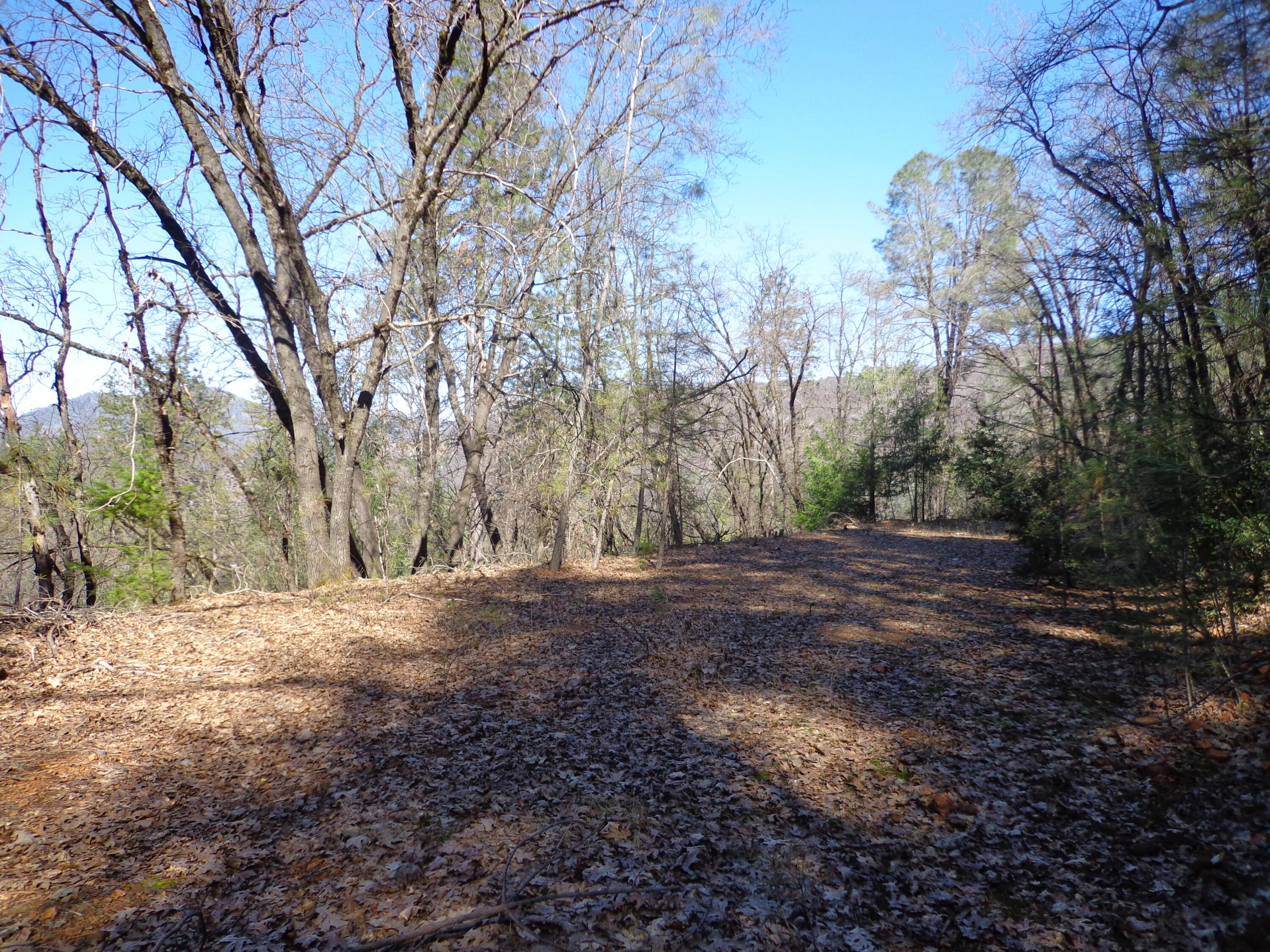 a view of a yard with large trees