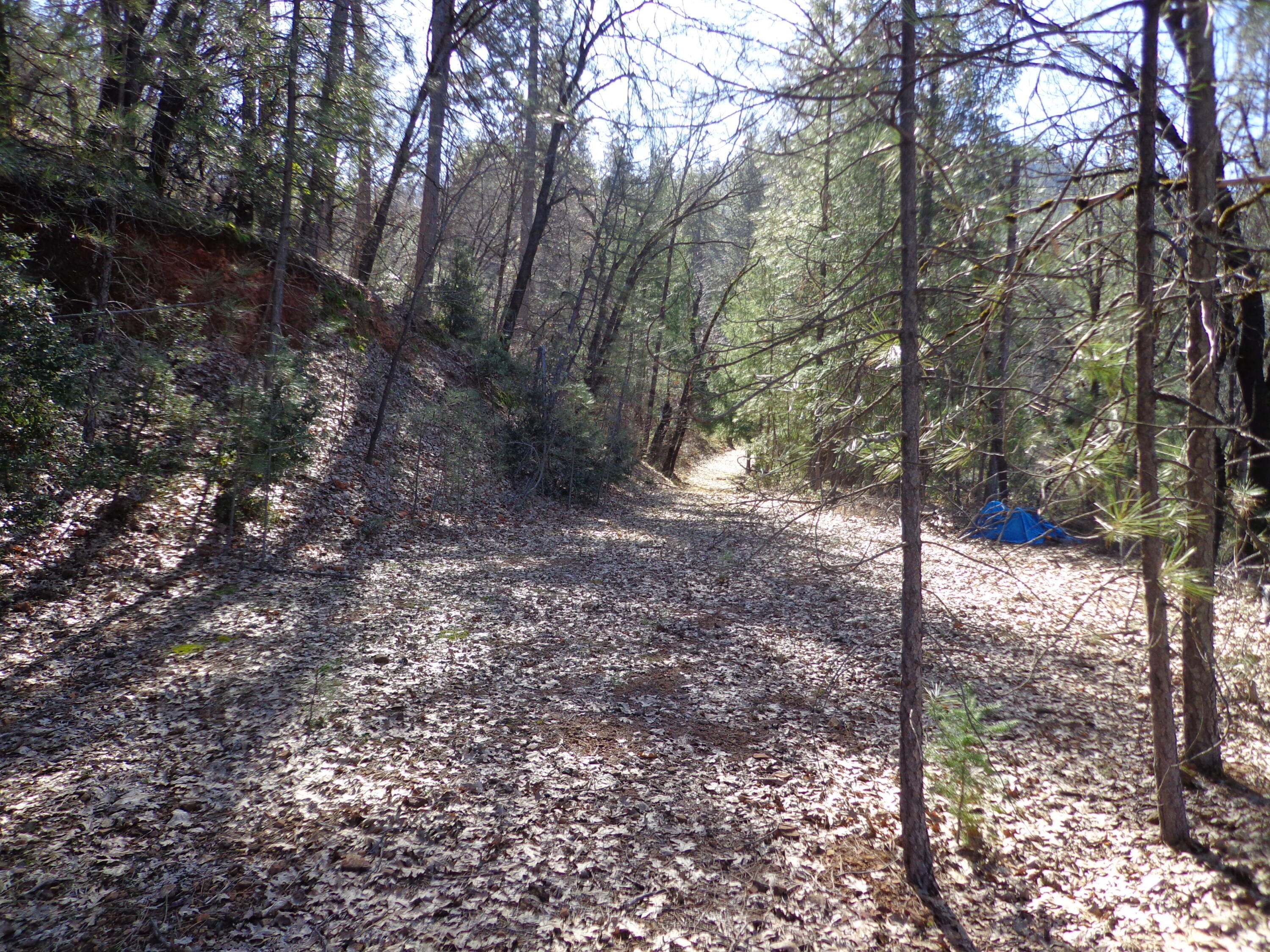 Fawn Road Lakehead, CA 96051 - Photo 11 of 16 a view of a forest with trees