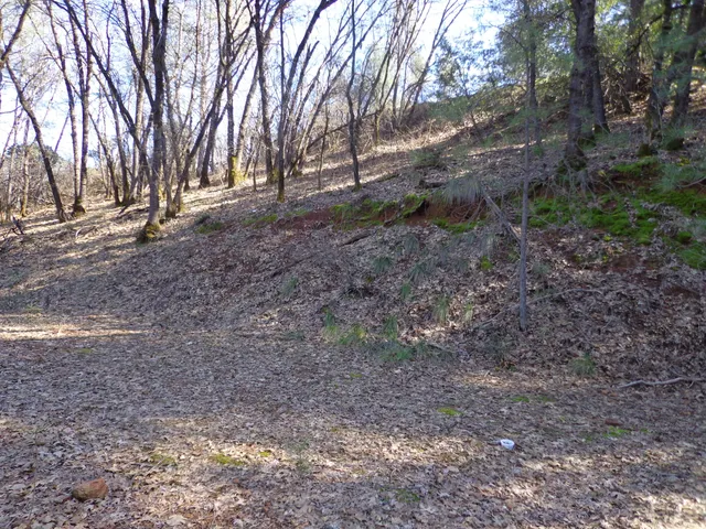 a view of backyard with large trees
