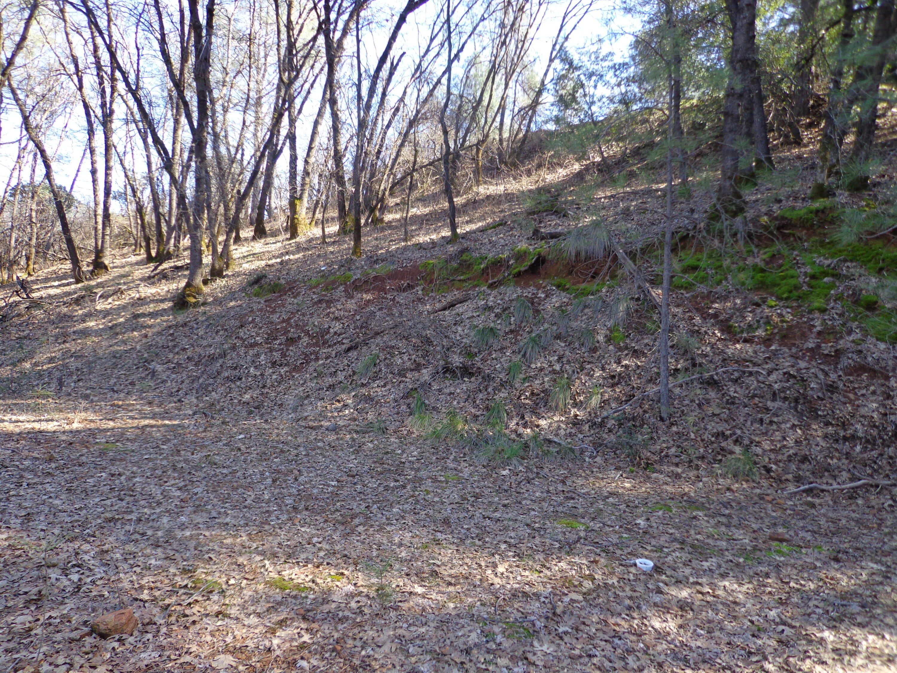 Fawn Road Lakehead, CA 96051 - Photo 12 of 16 a view of dirt yard with large trees