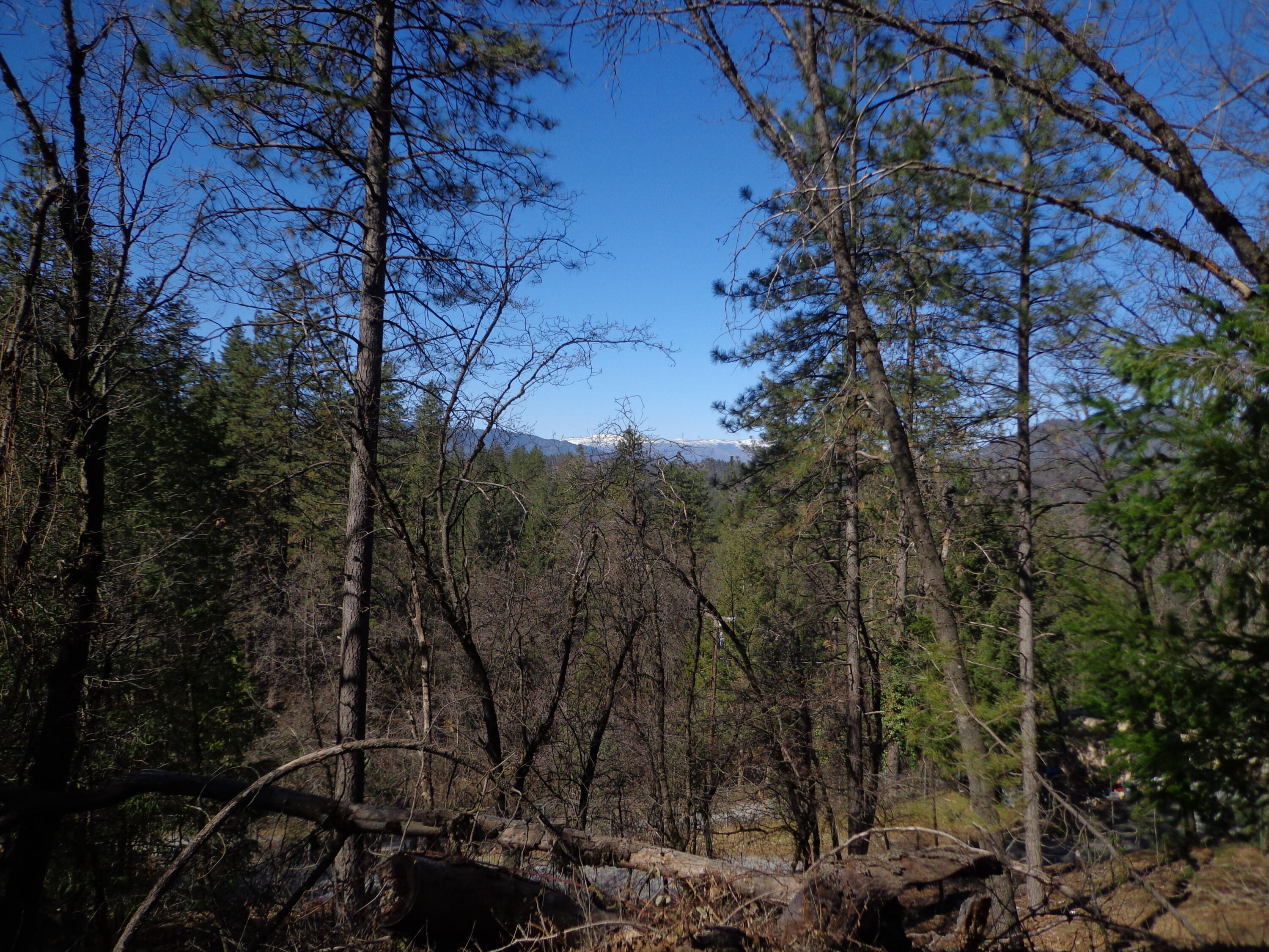 Fawn Road Lakehead, CA 96051 - Photo 14 of 16 a view of a yard