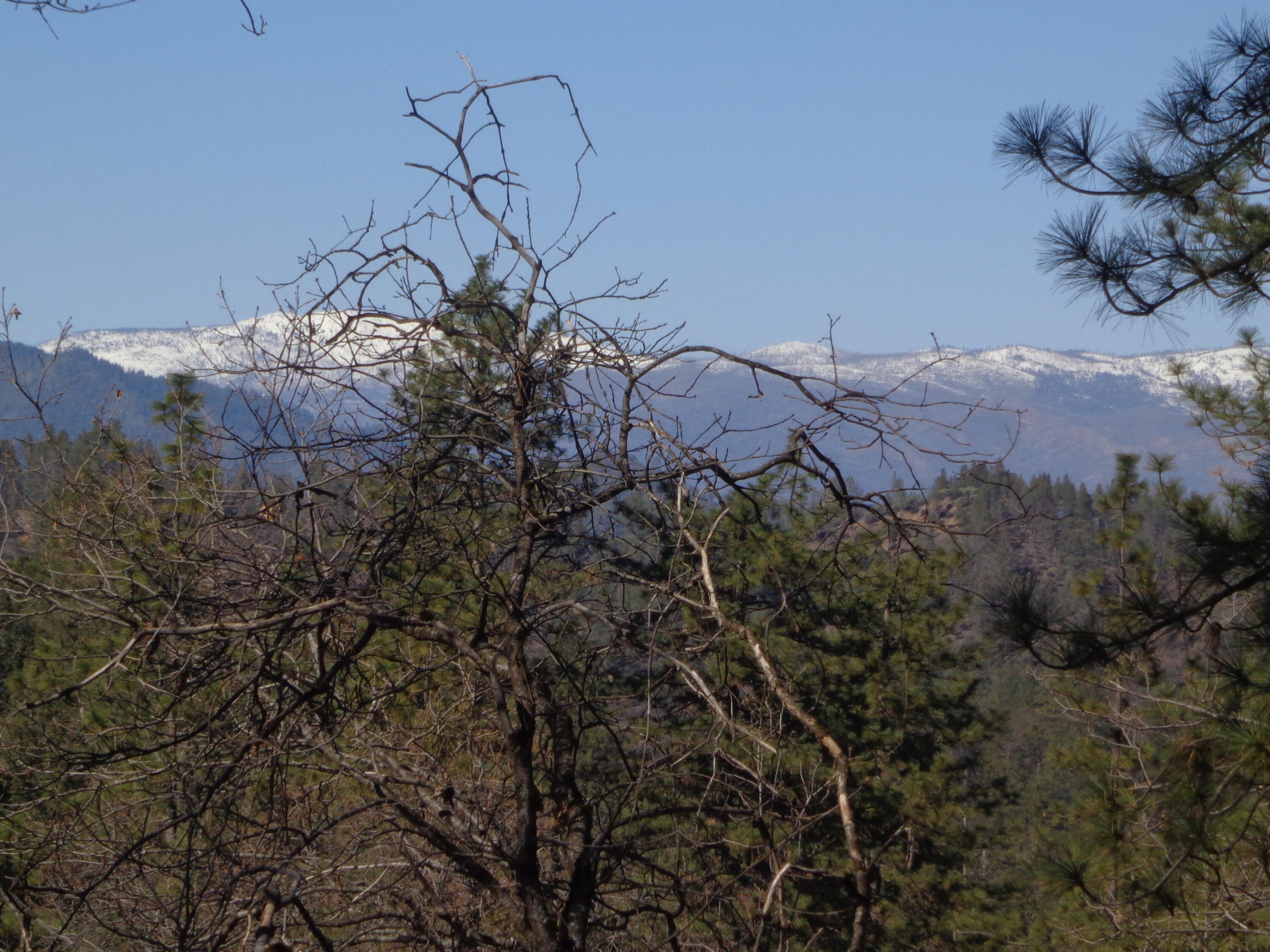 Fawn Road Lakehead, CA 96051 - Photo 15 of 16 a backyard of a house with lots of green space