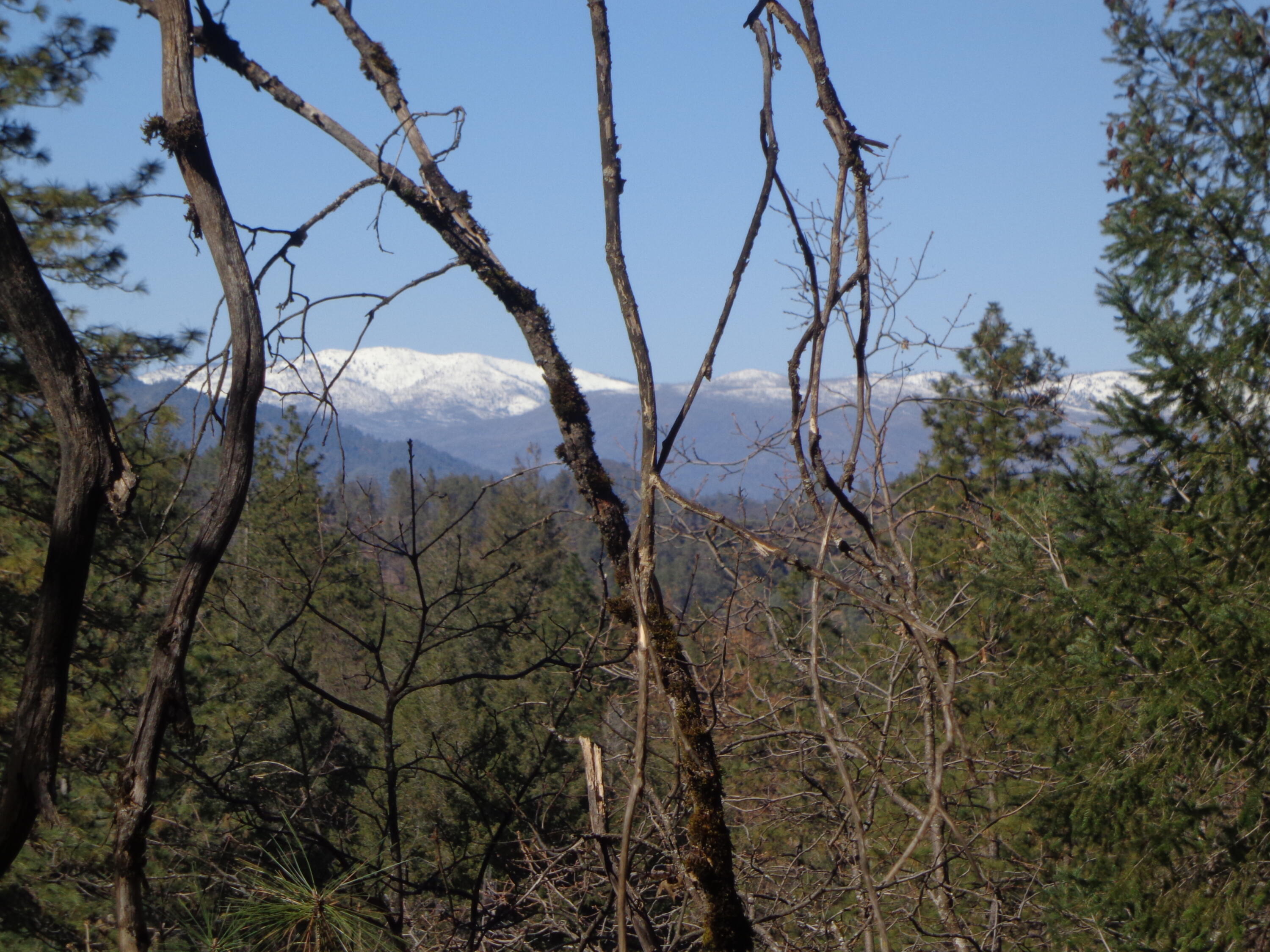 Fawn Road Lakehead, CA 96051 - Photo 2 of 16 a view of trees and covered with fog