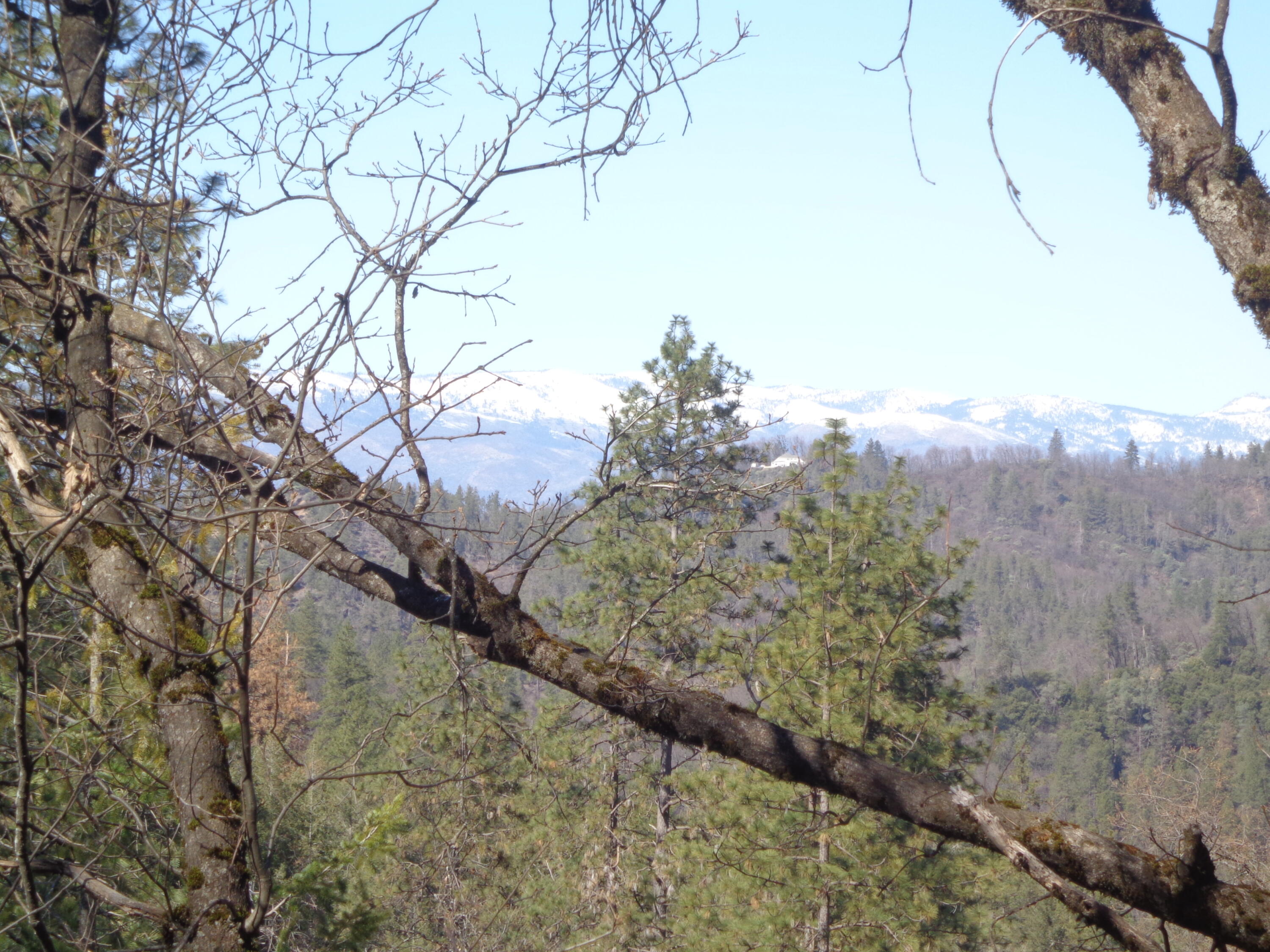 Fawn Road Lakehead, CA 96051 - Photo 3 of 16 a view of a forest with a tree in the background