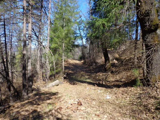 a view of a tree with a yard
