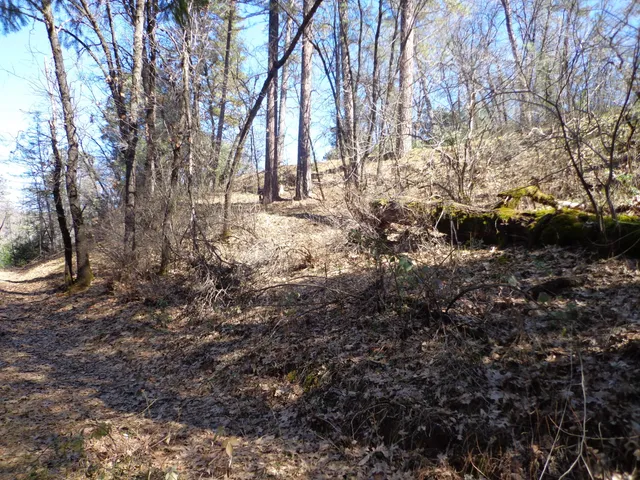 a view of a yard with large trees