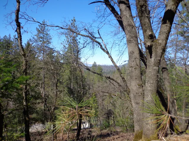 a view of a tree in a yard