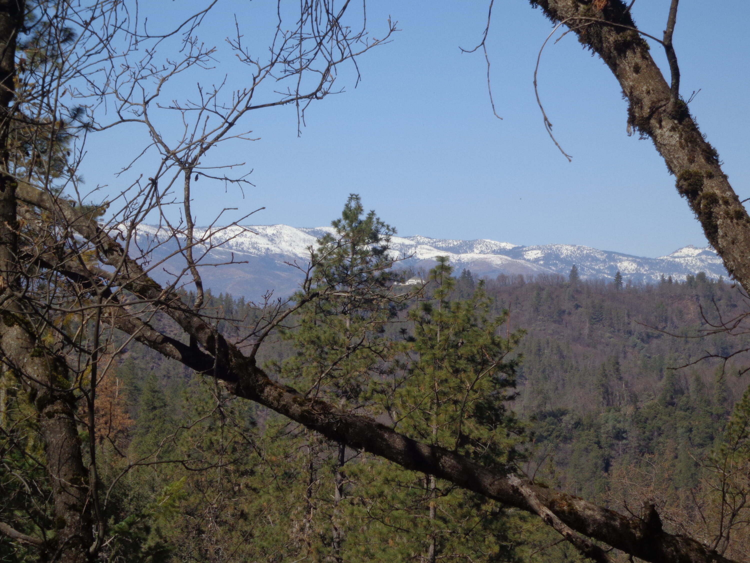 Fawn Road Lakehead, CA 96051 - Photo 9 of 16 a view of a tree in a yard