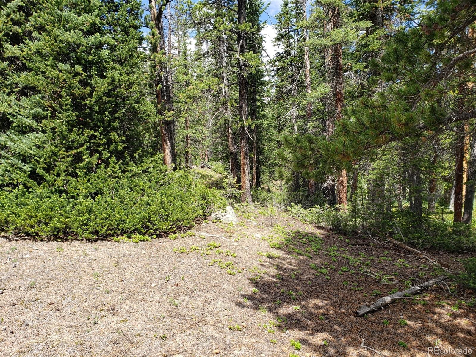 585 Porcupine Road Fairplay, CO 80440 - Photo 2 of 12 a view of a yard with plants and trees