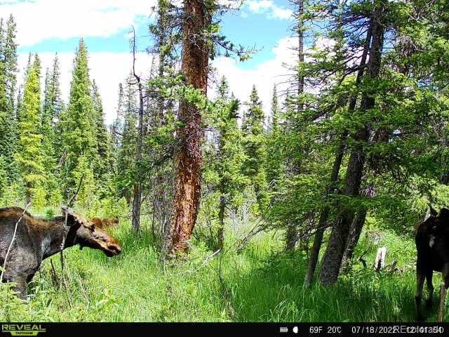 585 Porcupine Road Fairplay, CO 80440 - Photo 7 of 12 a view of yard and small yard