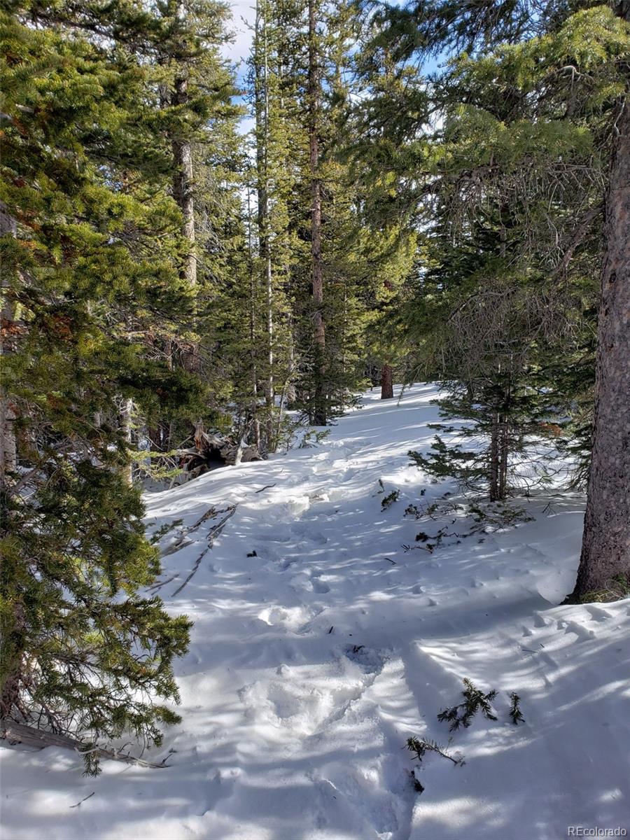 585 Porcupine Road Fairplay, CO 80440 - Photo 9 of 12 a view of dirt field with trees
