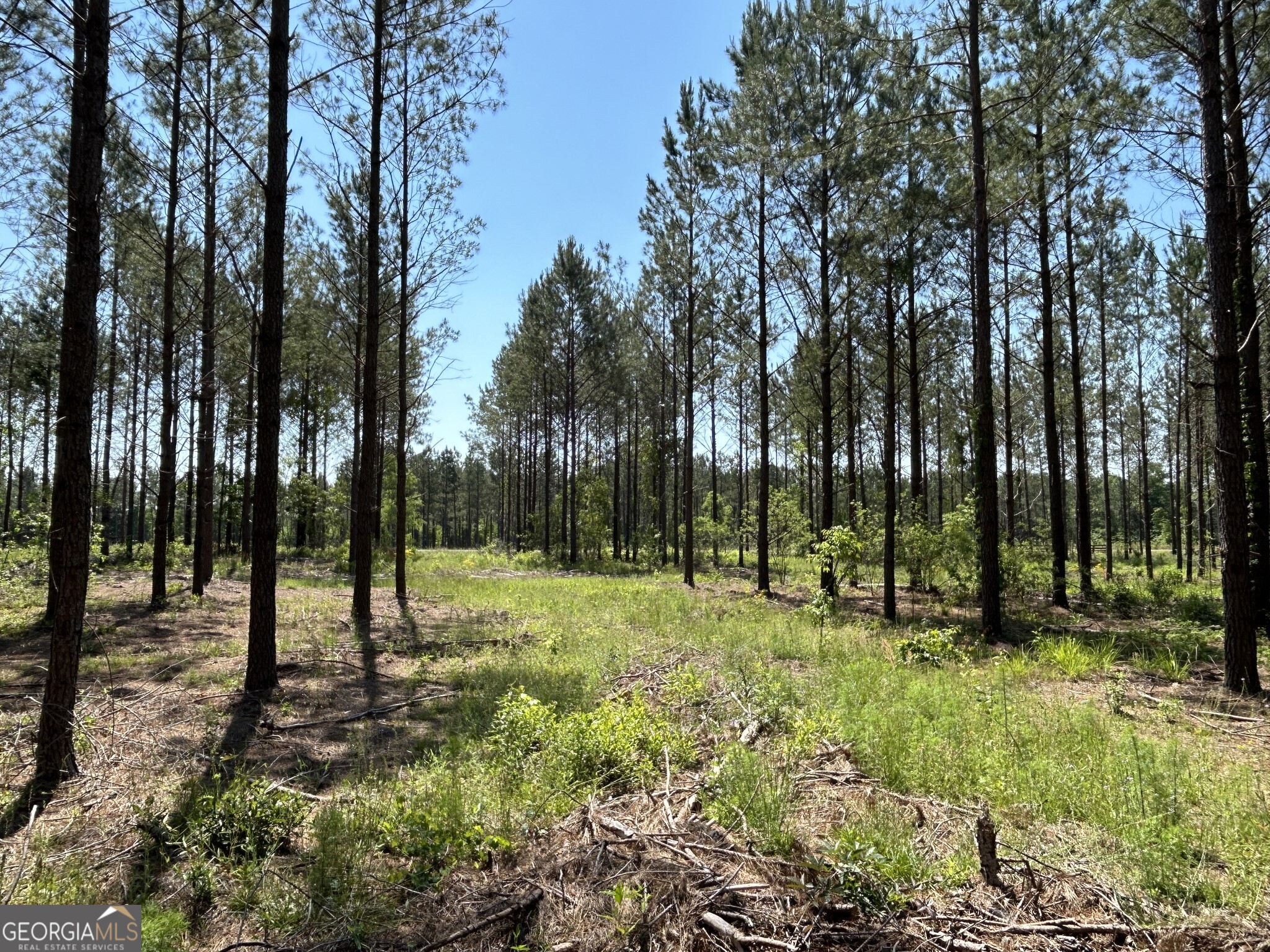 0 Dewey Thomas Road, Unit LOT 5 Dexter, GA 31019 - Photo 2 of 12 a view of backyard