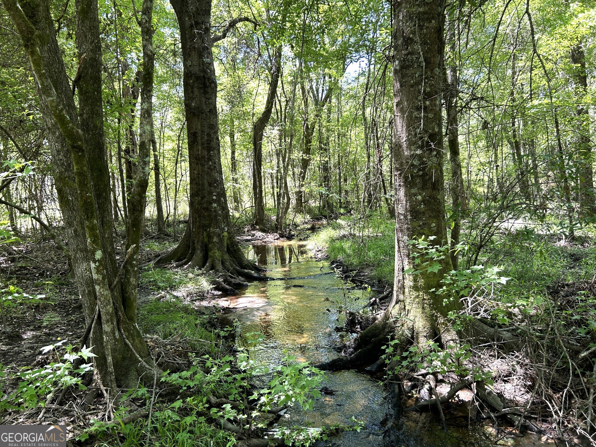 0 Dewey Thomas Road, Unit LOT 5 Dexter, GA 31019 - Photo 9 of 12 a view of outdoor space and trees