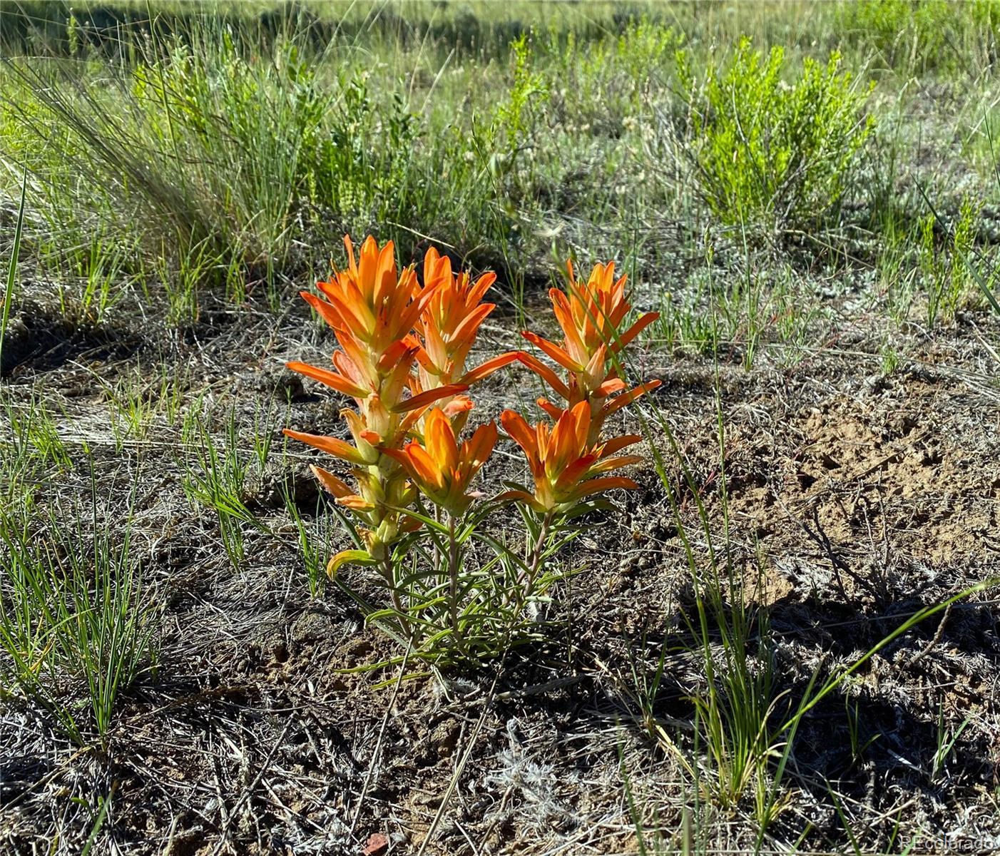 Co-9 Fairplay, CO 80440 - Photo 7 of 13 a view of a yard