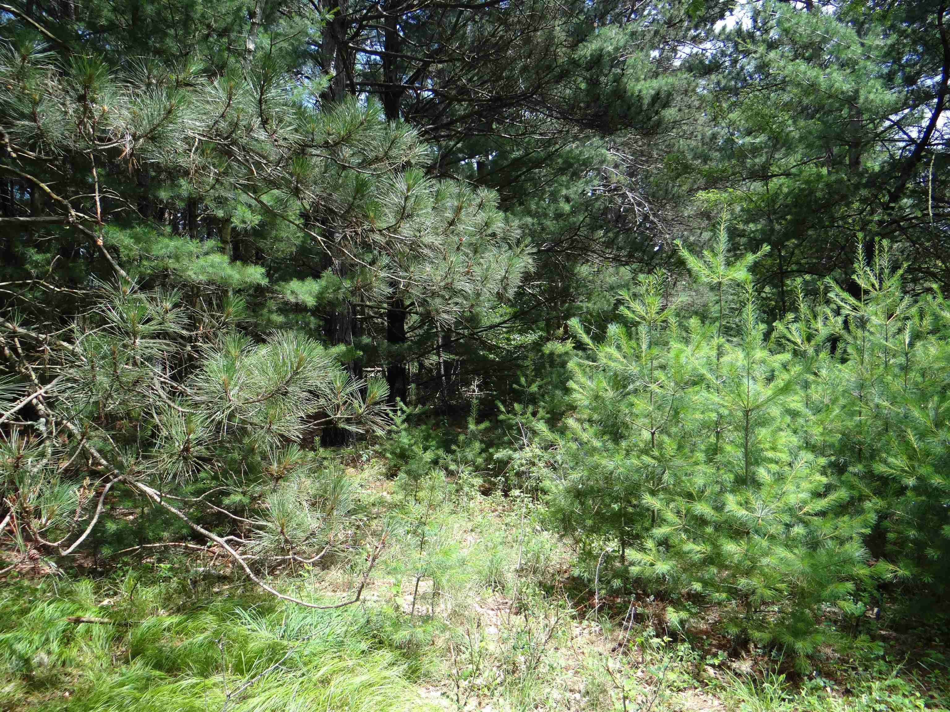 N1771 County Rd EE Redgranite, WI 54970 - Photo 26 of 33