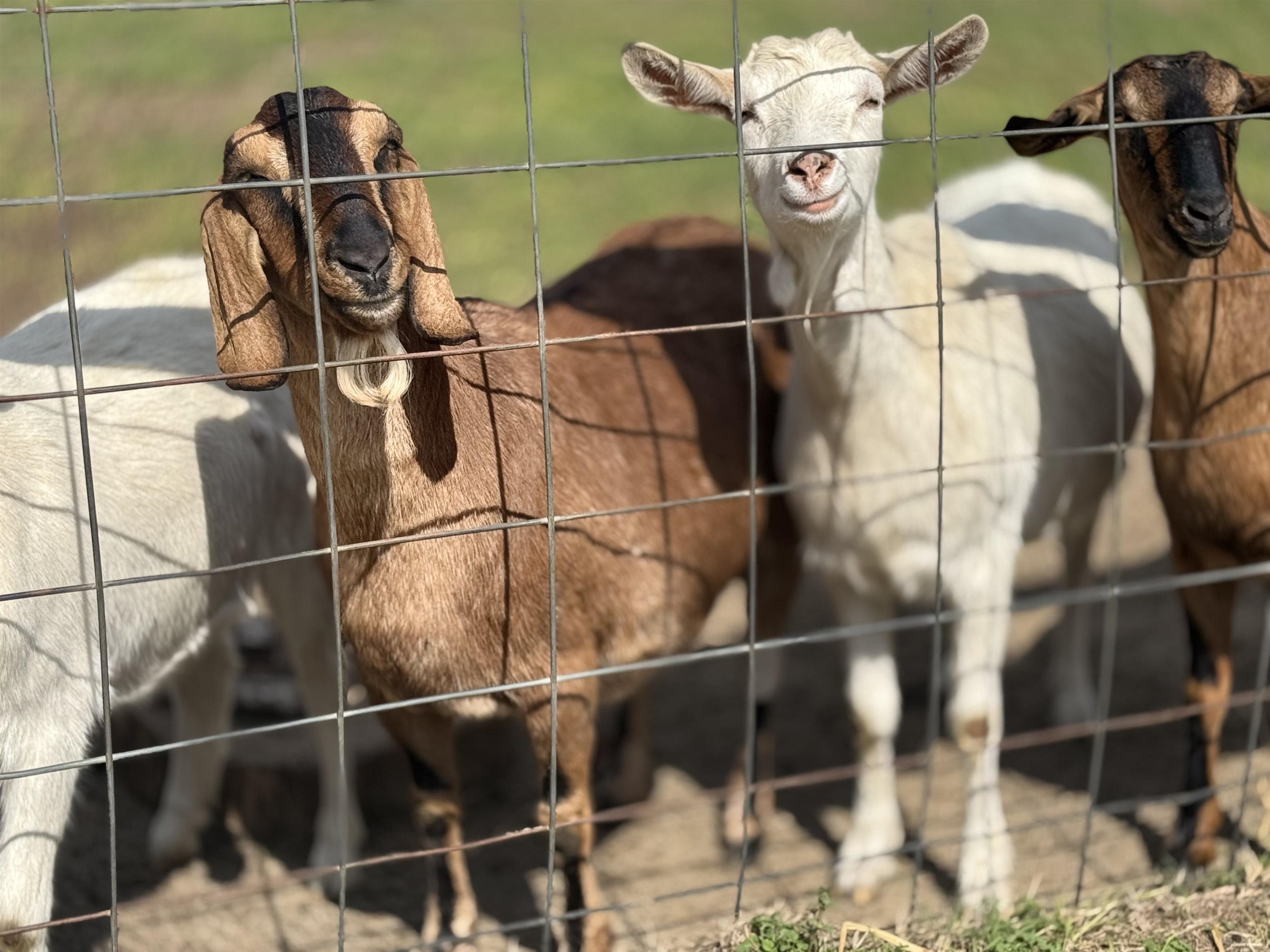 438 Northeast English Ivy Trail Pinetta, FL 32350 - Photo 27 of 42