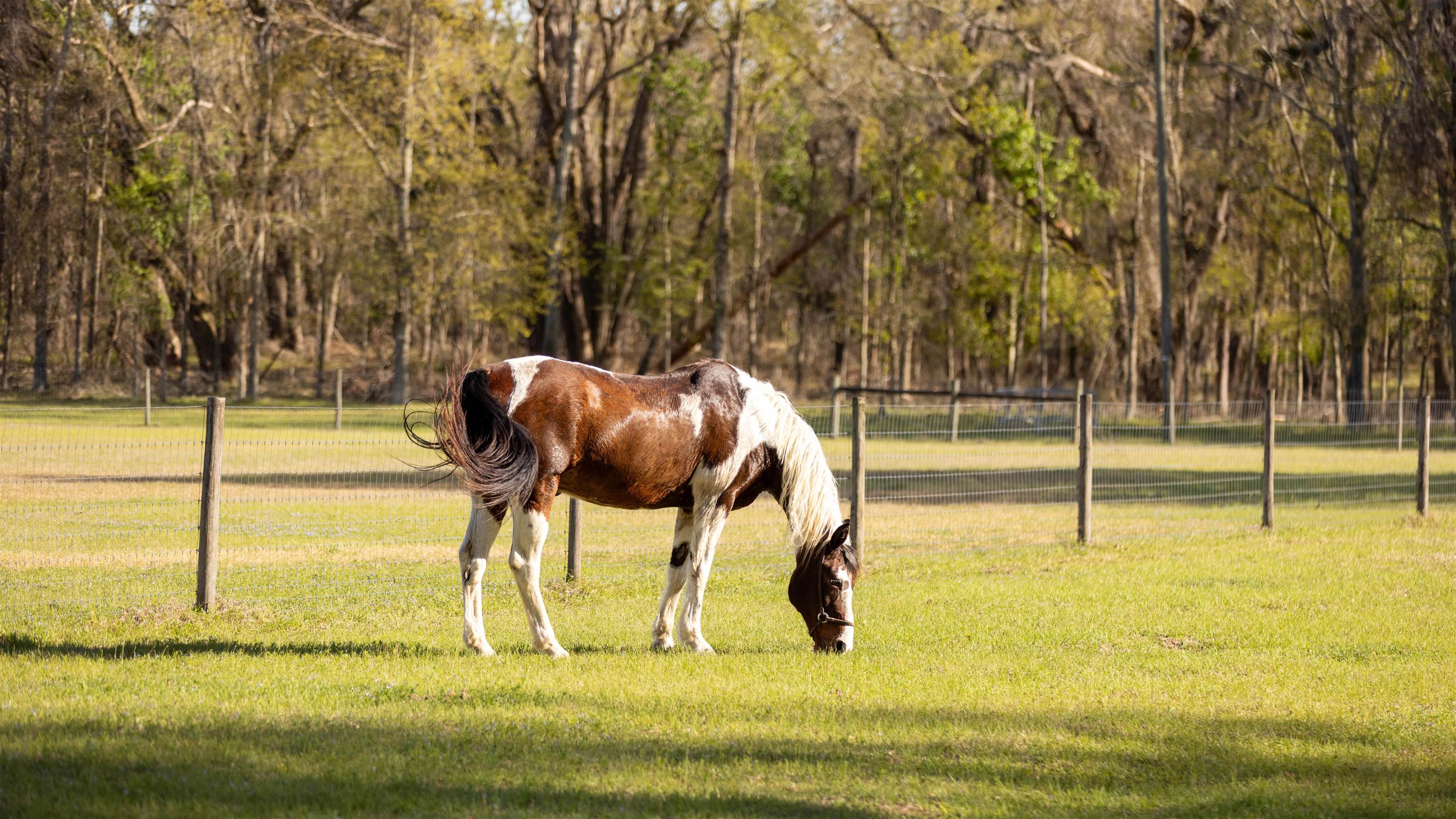 438 Northeast English Ivy Trail Pinetta, FL 32350 - Photo 29 of 42