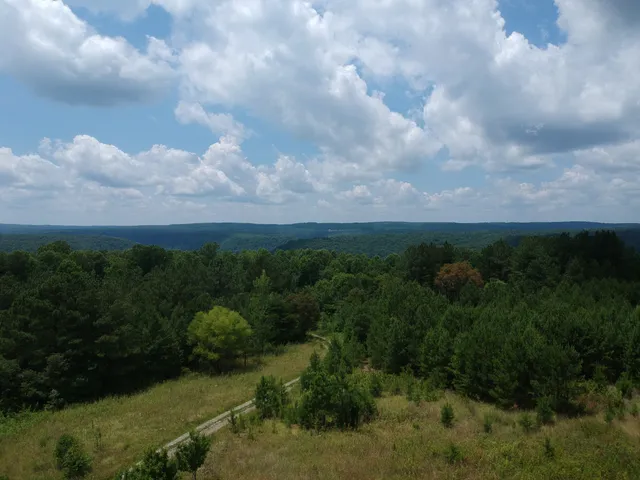 a view of a bunch of trees