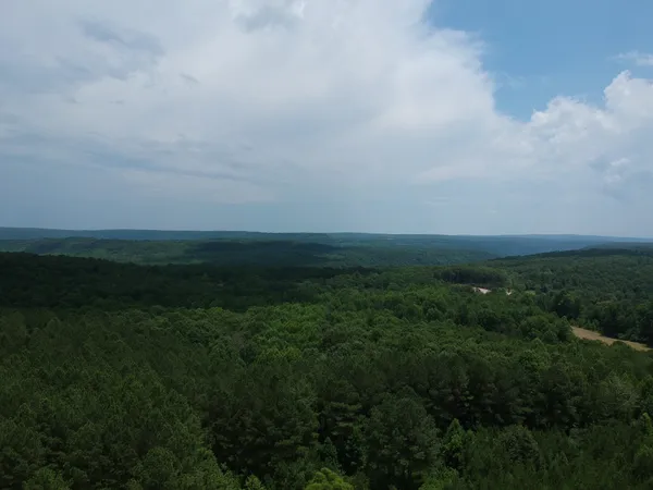 a view of a lush green forest with lots of trees