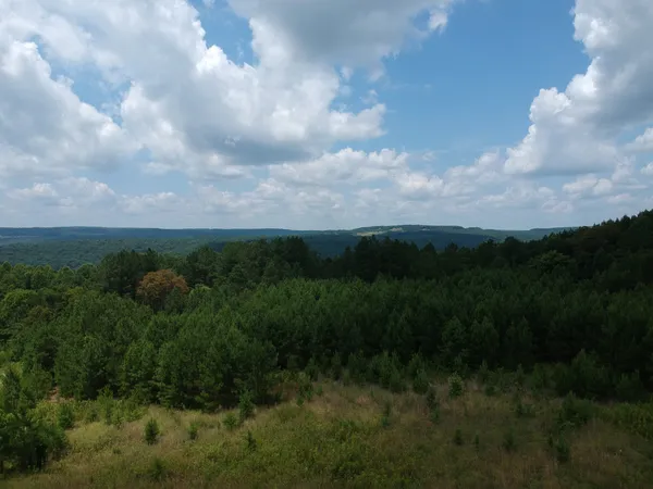 a view of a bunch of trees in background