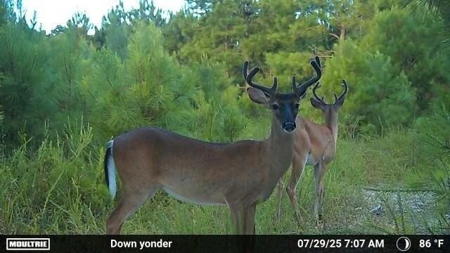 2427 B Wire Road Aiken, SC 29805 - Photo 20 of 21 Trail Cam