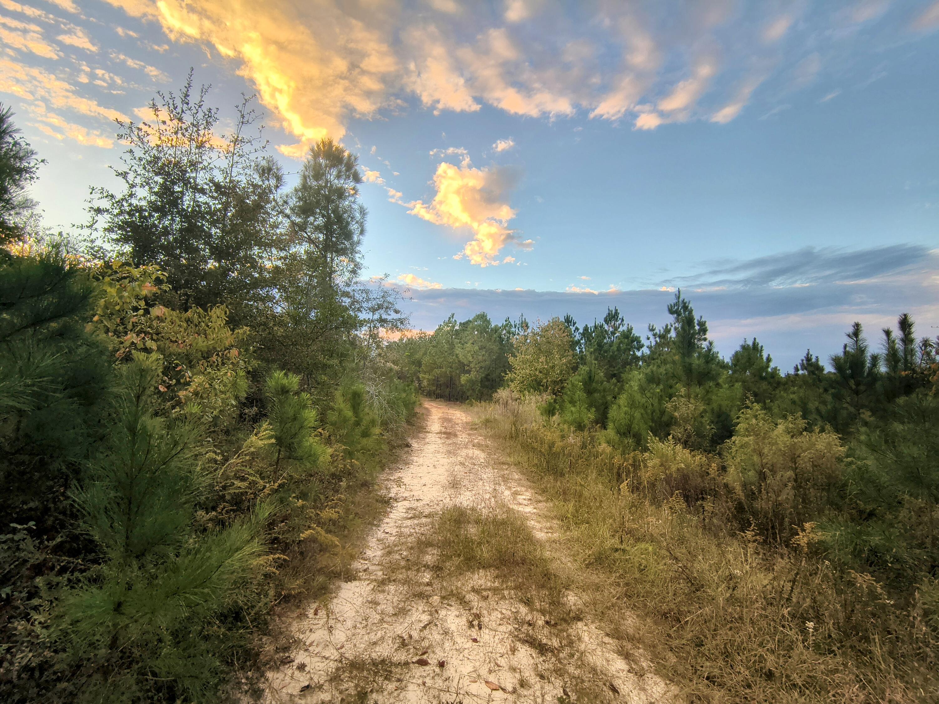 2427 B Wire Road Aiken, SC 29805 - Photo 3 of 21 44 Acres