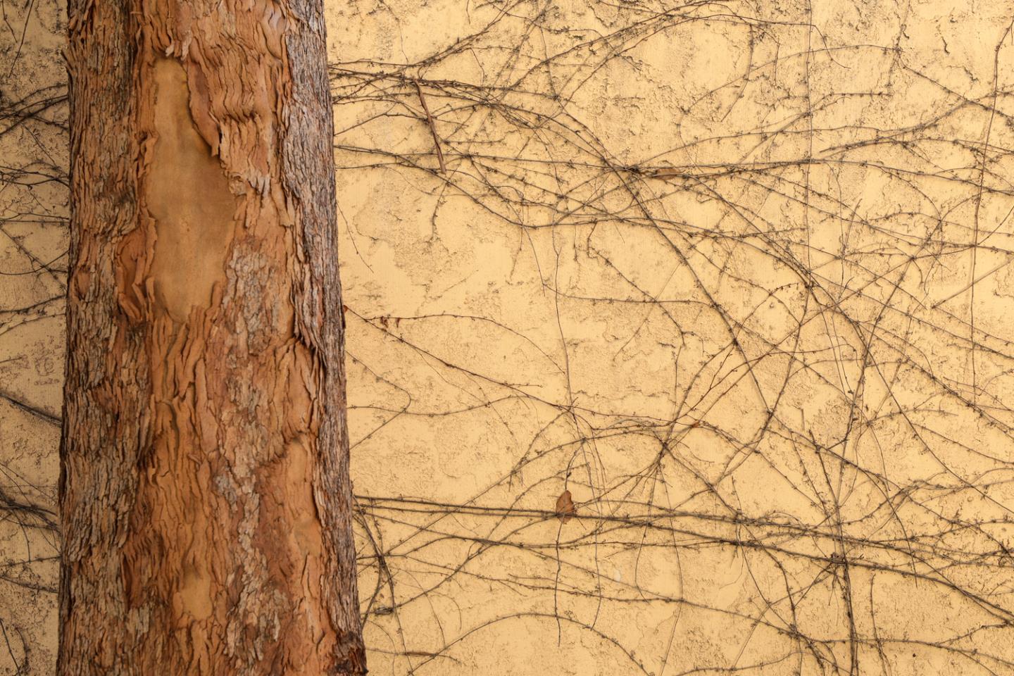 425 Nicholas Drive Mountain View, CA 94043 - Photo 34 of 36