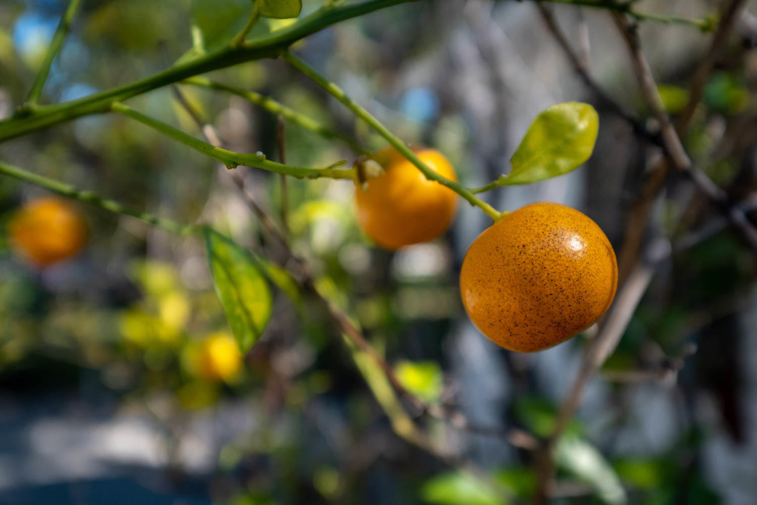 205 Sunset Boulevard Key Largo, FL 33037 - Photo 30 of 42 a view of a mirror