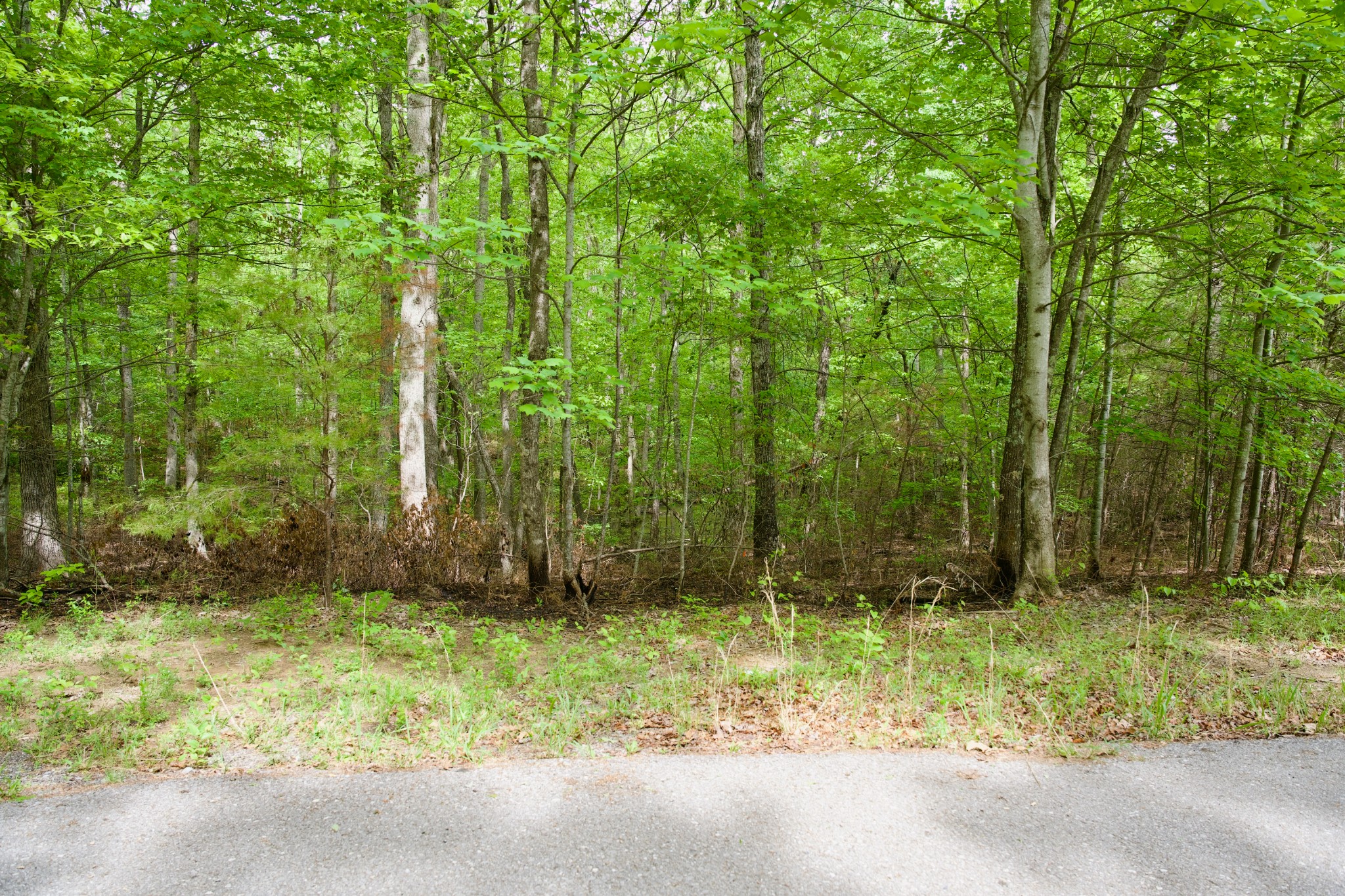 0 Hills Cemetery Road Spencer, TN 38585 - Photo 8 of 19 a view of backyard and tree