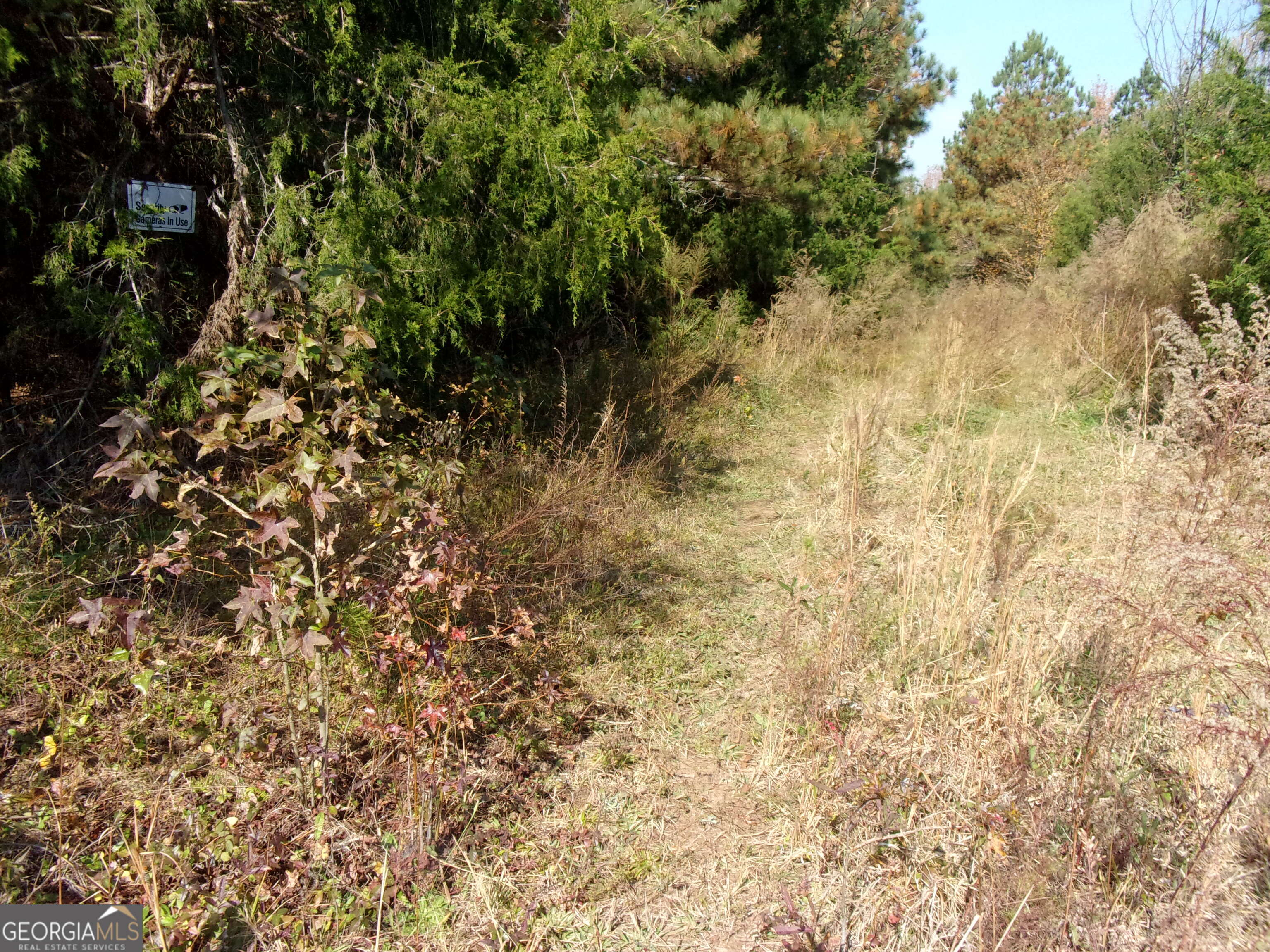 0 River Road Carlton, GA 30627 - Photo 2 of 3 a view of a yard with a tree