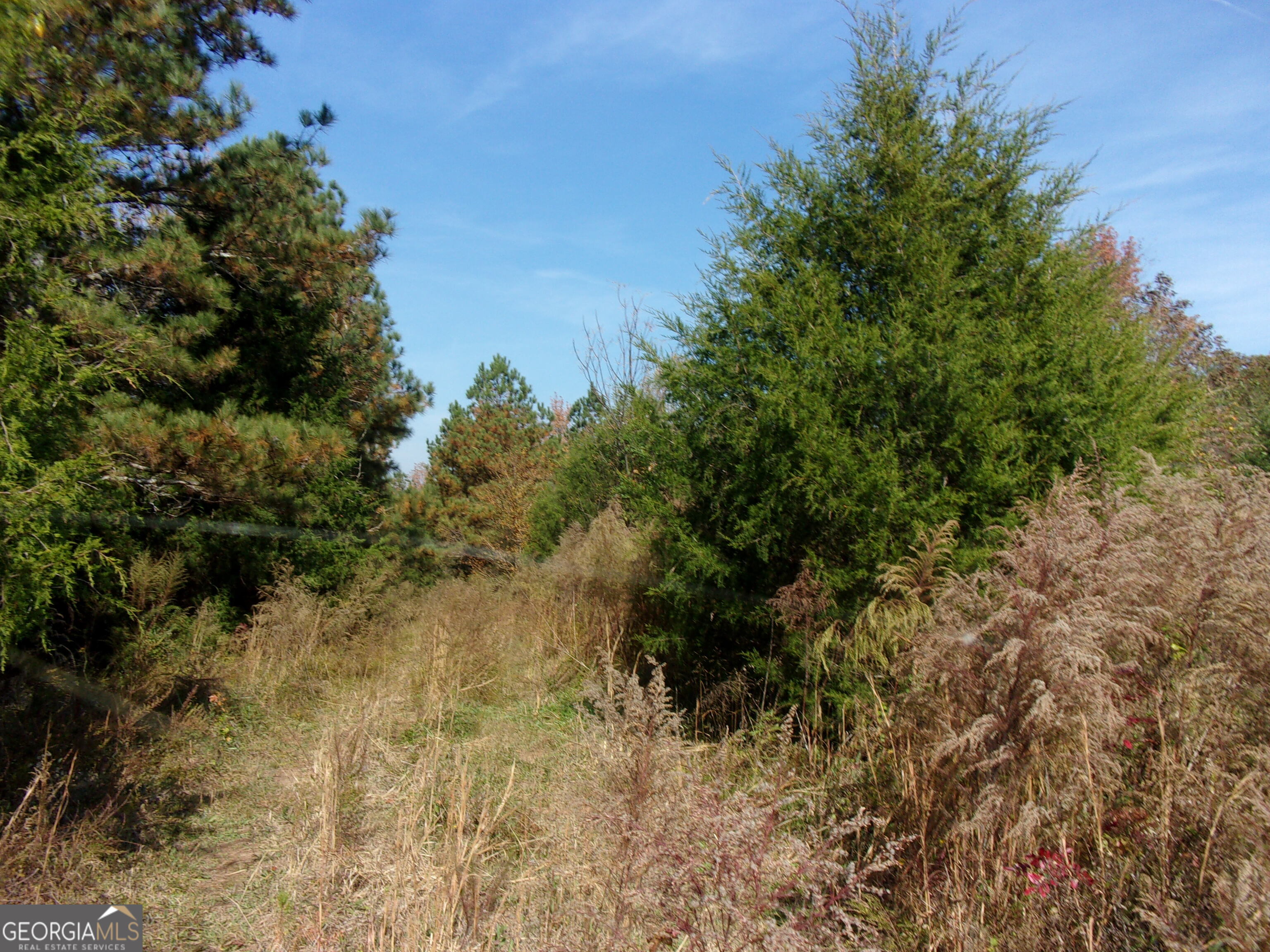 0 River Road Carlton, GA 30627 - Photo 3 of 3 a view of a yard with plants and a tree