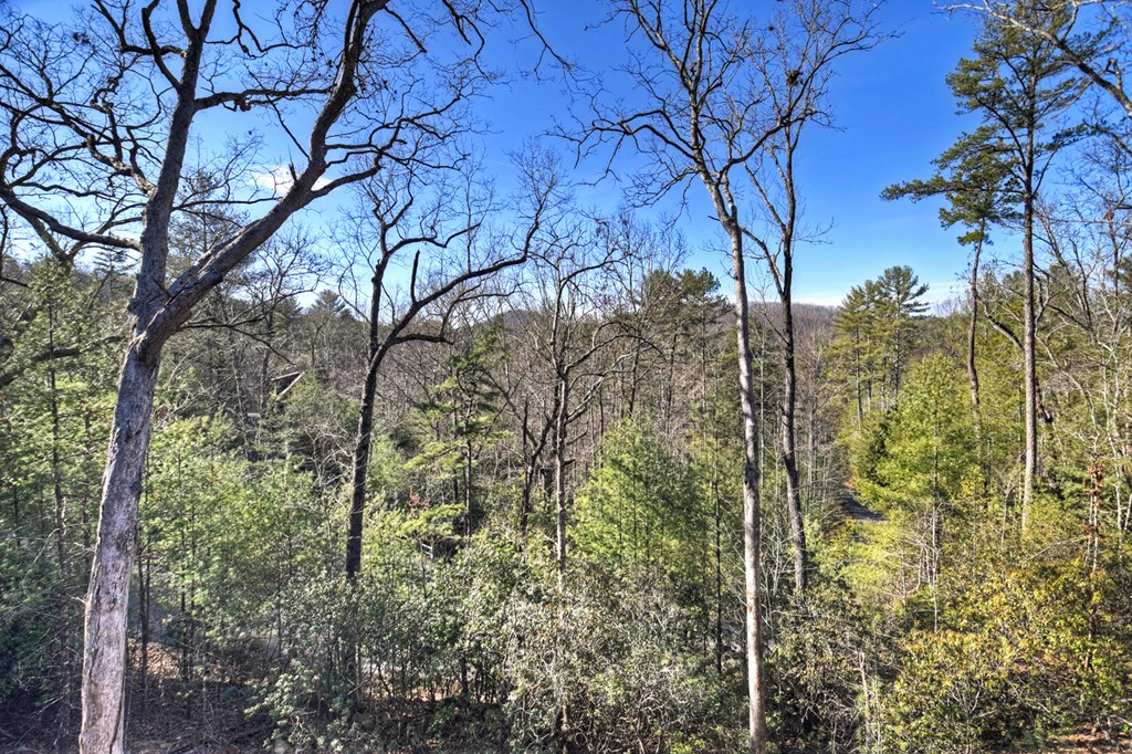 238 Hooch Holler Lane Morganton, GA 30560 - Photo 14 of 49 a view of a forest that has a tree