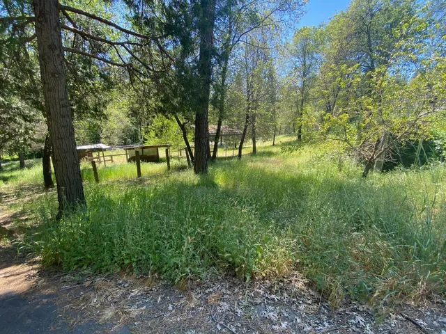 a view of a backyard with plants and large trees