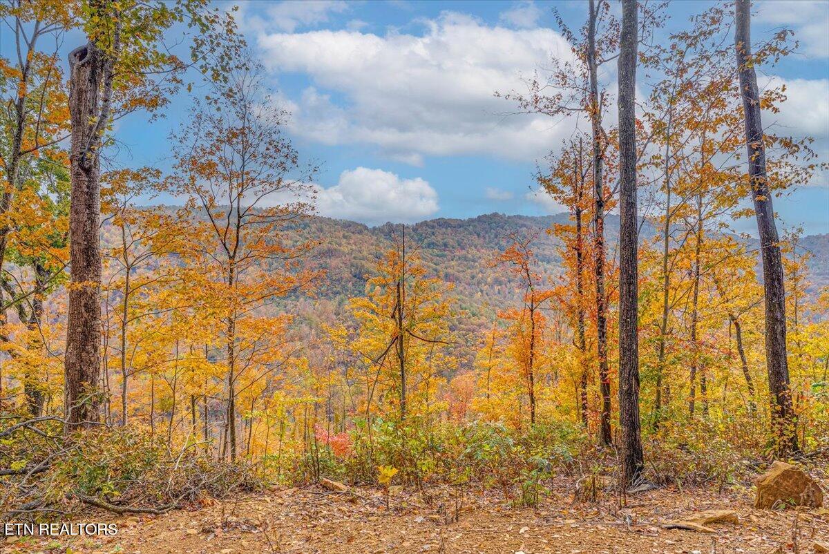 0 Buffalo Road Oneida, TN 37841 - Photo 3 of 51 1-Extra View A1