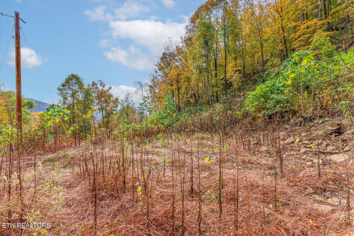 0 Buffalo Road Oneida, TN 37841 - Photo 46 of 51 41-Walkthrough A19