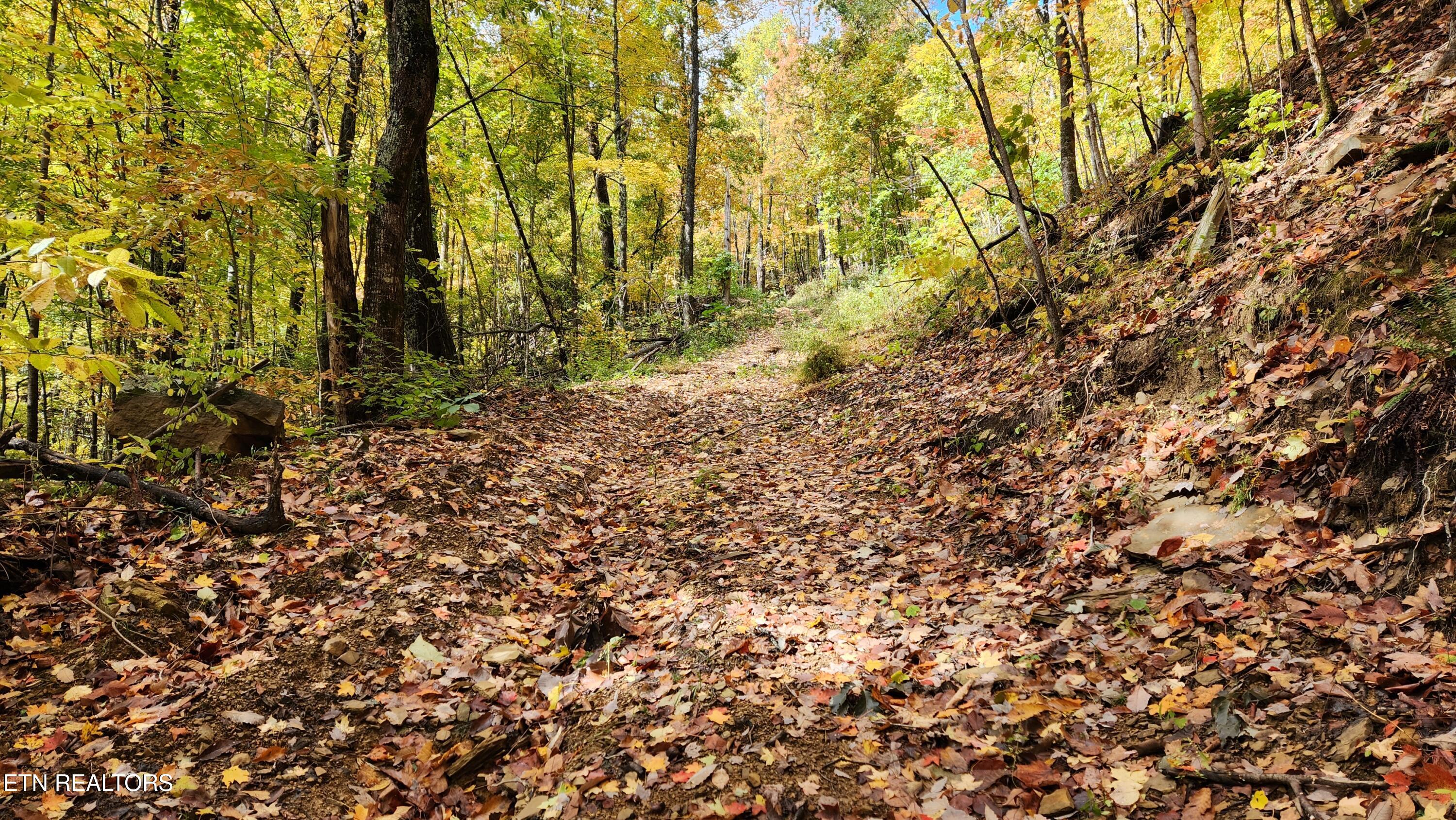 0 Buffalo Road Oneida, TN 37841 - Photo 7 of 51 20251031_121943