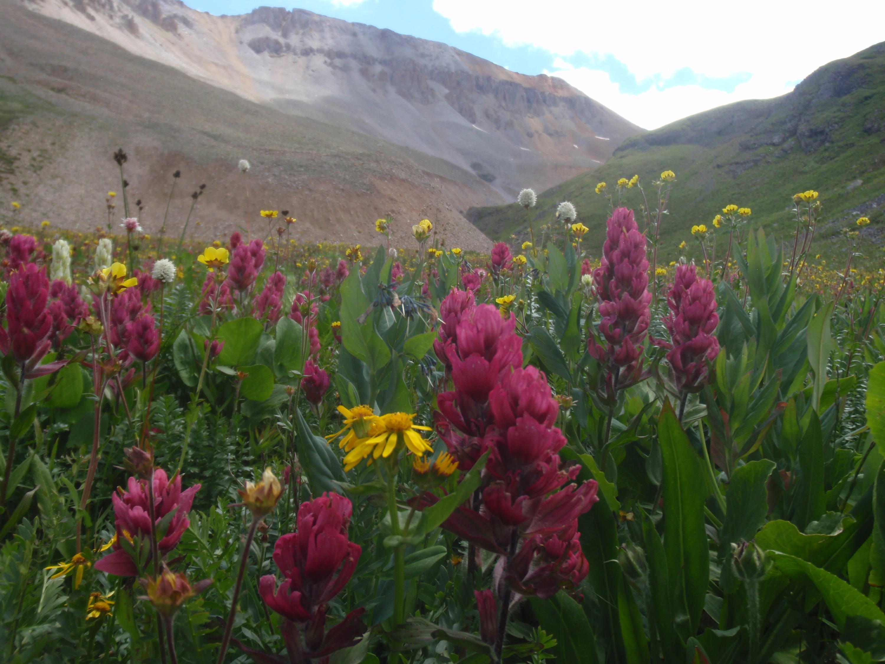922 Two Rivers Drive Telluride, CO 81435 - Photo 1 of 1 Indian Paintbrush