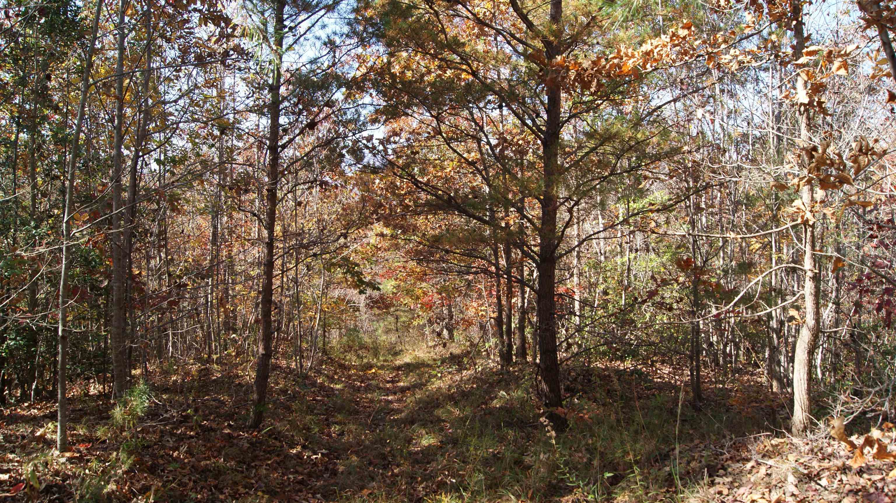 324 Daves Valley Road Pickens, SC 29671 - Photo 8 of 21