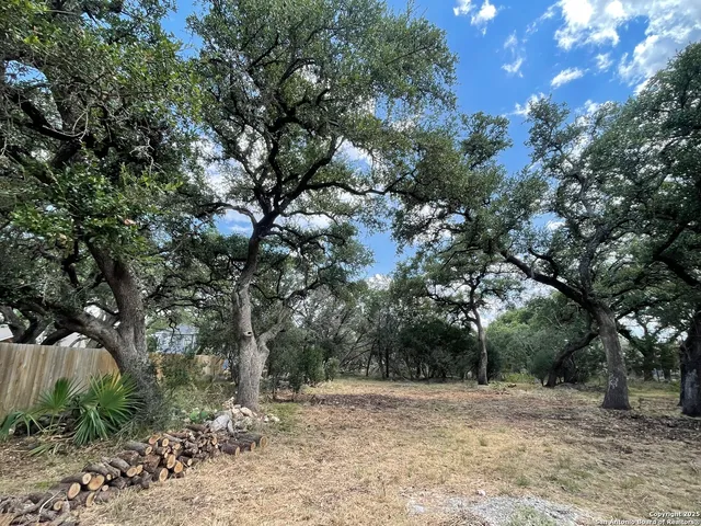 a view of a yard with plants and trees
