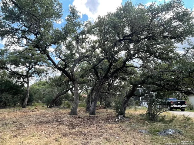 a view of a forest with trees