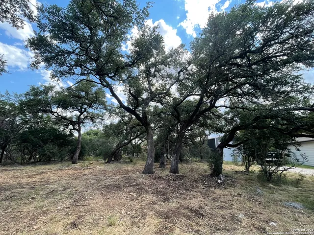 a view of a trees with a tree