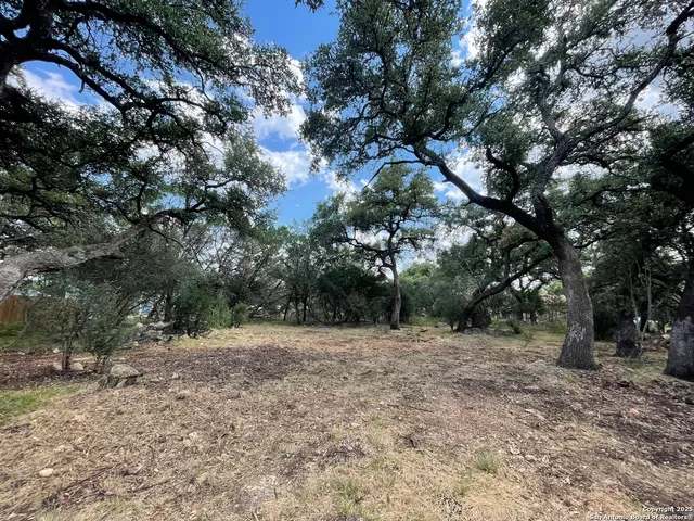 a view of a trees with a tree