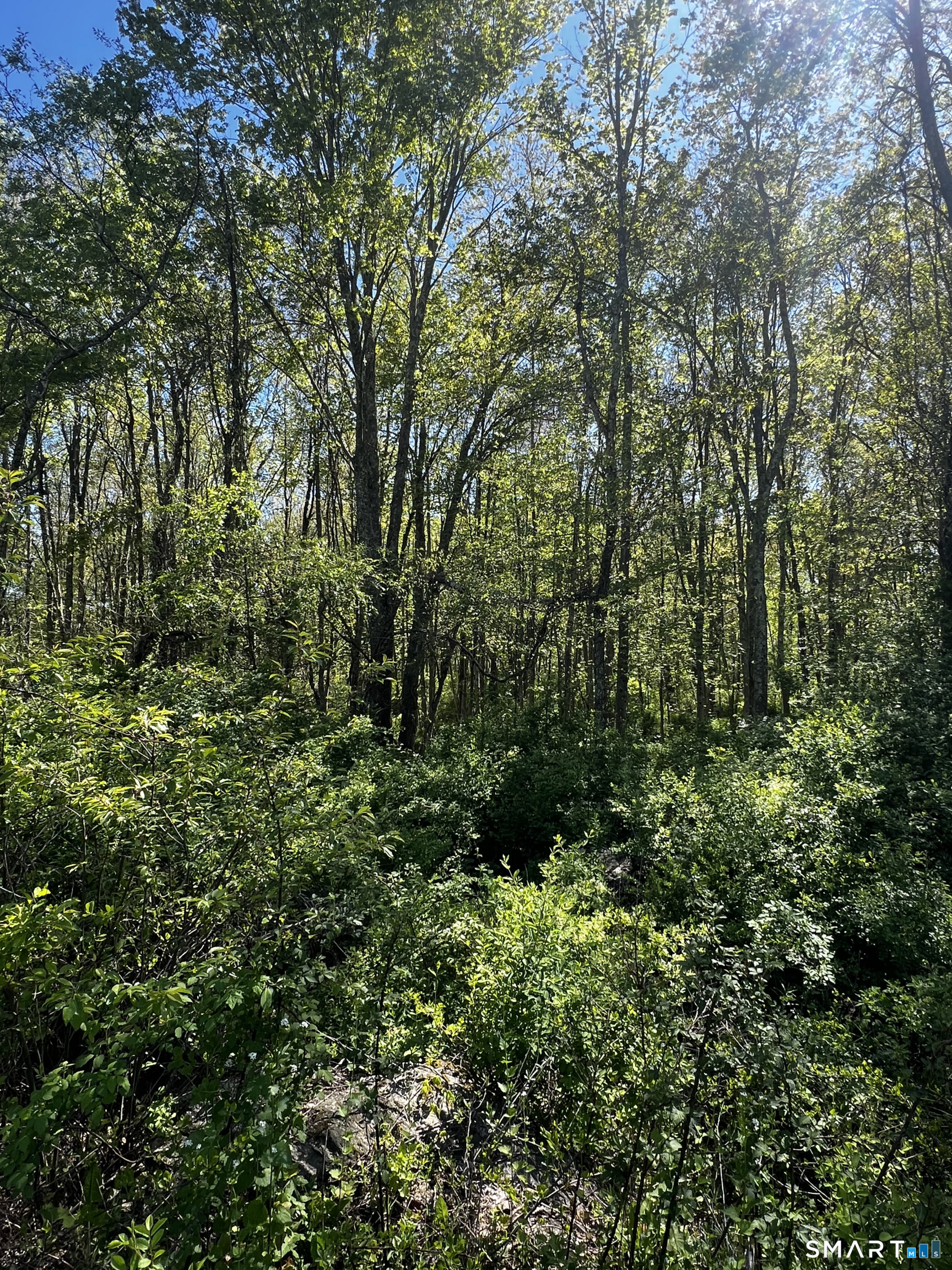 408 Martin Road Hebron, CT 06248 - Photo 4 of 6 a view of a lush green forest