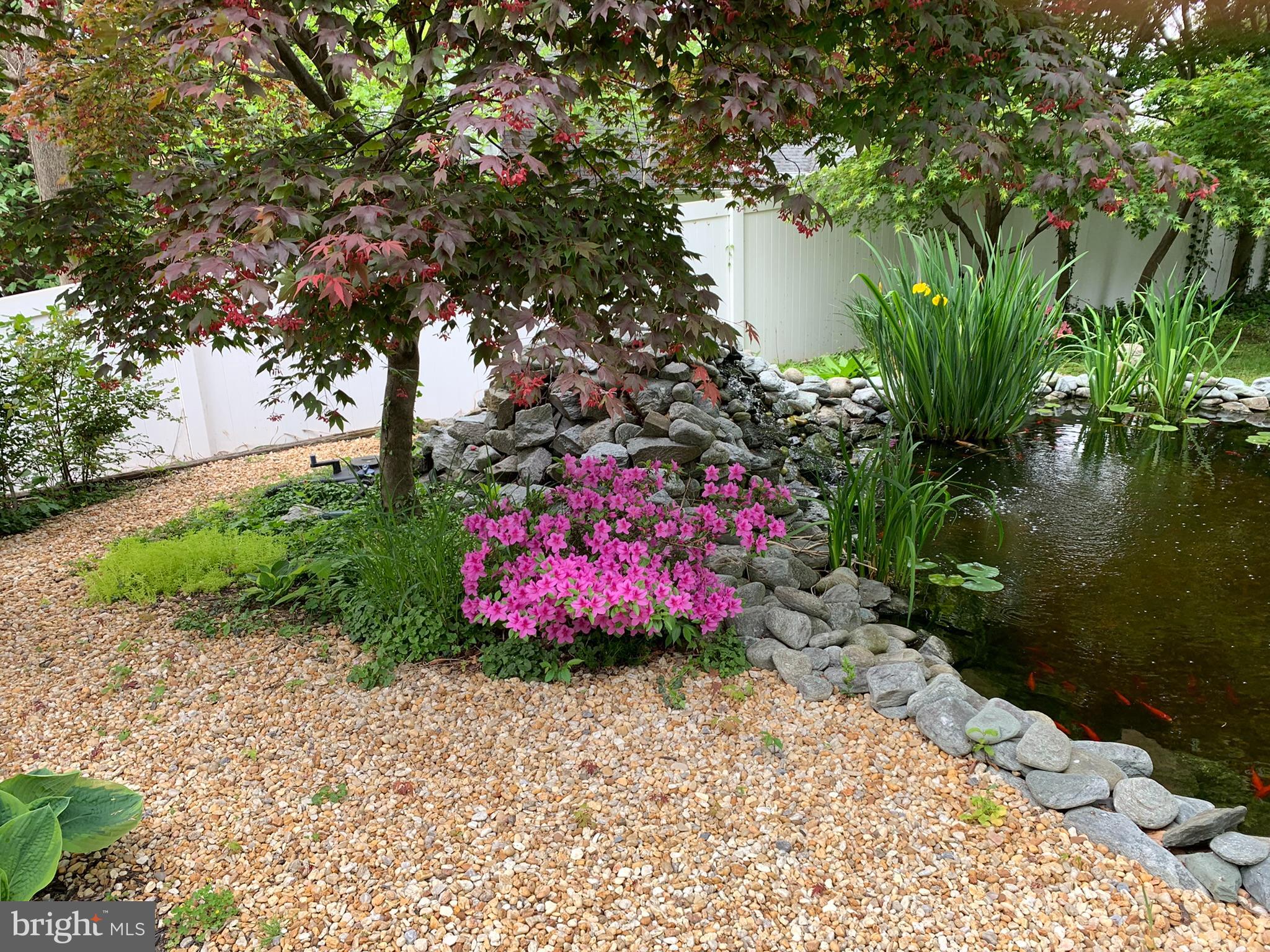 9520 Riley Road Silver Spring, MD 20910 - Photo 78 of 86 Spring Flowers in Bloom