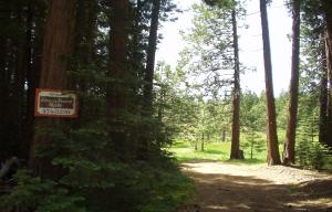 Mountain Meadow Road, Unit 11 Shingletown, CA 96088 - Photo 1 of 1 a view of a yard with trees in the background