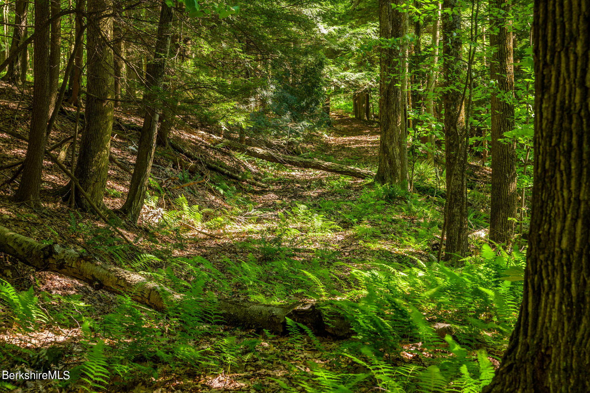 751 E Road Lenox, MA 01240 - Photo 49 of 52 Walk in the woods